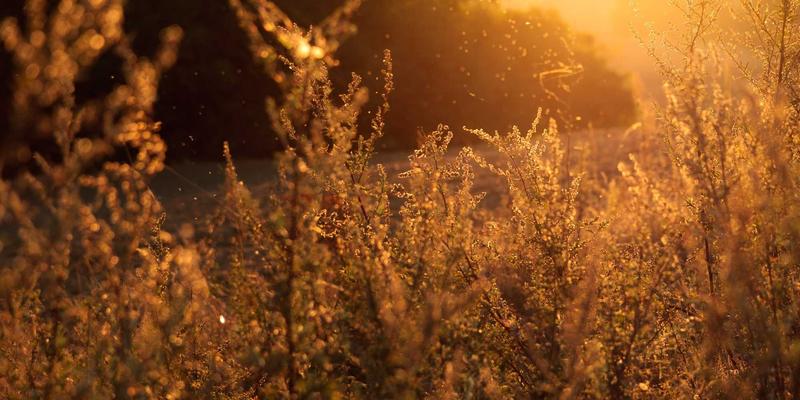 专业配镜新高度：星辰眼镜定制服务全流程解析，从3D面部扫描到个性化镜架调整的细节把控