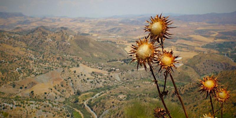 星辰眼镜63：当专业配镜工艺邂逅复古美学，重塑视觉与风格的平衡艺术