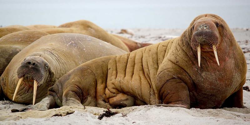 星辰眼镜：融合复古美学与科技，打造儿童视力保健新方案
